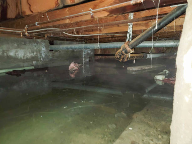 Best Flood damage cleanup  in Iuka, MS